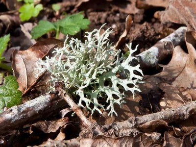 Chypre fragrance family